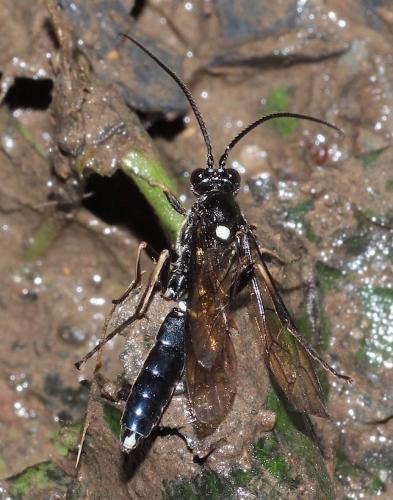 Goedartia alboguttata